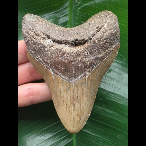 10.9 cm brown dagger-shaped Megalodon tooth