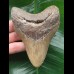 10.9 cm brown dagger-shaped Megalodon tooth