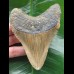 10.9 cm brown dagger-shaped Megalodon tooth
