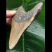 10.9 cm brown dagger-shaped Megalodon tooth