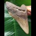 10.9 cm brown dagger-shaped Megalodon tooth