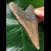 10.9 cm brown dagger-shaped Megalodon tooth