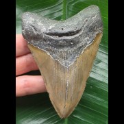 10.9 cm brown tooth from a megalodon