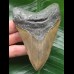 10.9 cm brown tooth from a megalodon