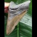 10.9 cm brown tooth from a megalodon