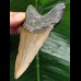 10.9 cm brown tooth from a megalodon