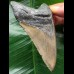 10.9 cm brown tooth from a megalodon