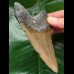 10.9 cm brown tooth from a megalodon