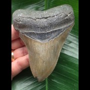 10.6 cm grey-brown tooth from a Carcharocles megalodon