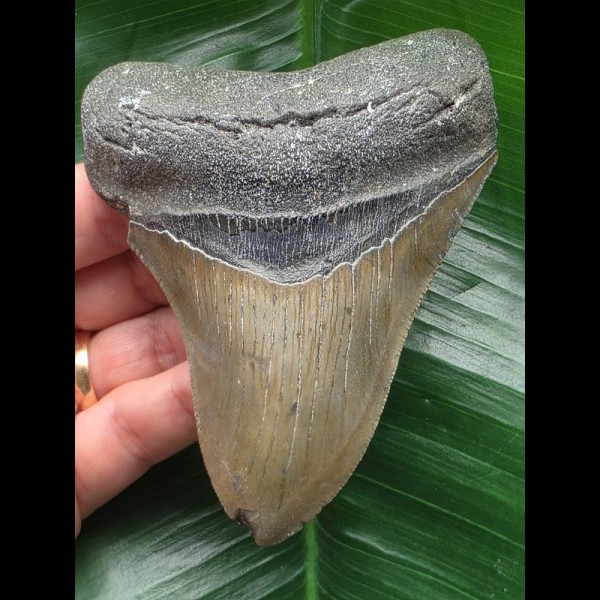 10.6 cm grey-brown tooth from a Carcharocles megalodon