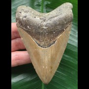 10.2 cm brown tooth from a Carcharocles megalodon
