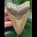 10.2 cm brown tooth from a Carcharocles megalodon