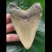 10.2 cm brown tooth from a Carcharocles megalodon