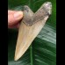 10.2 cm brown tooth from a Carcharocles megalodon