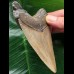 10.2 cm brown tooth from a Carcharocles megalodon
