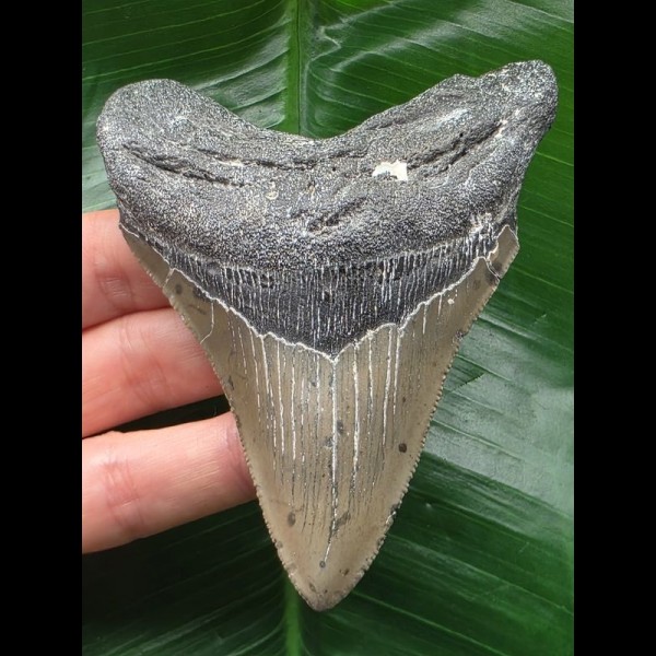 10.2 cm dagger-shaped tooth from a megalodon