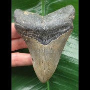 10.4 cm dark grey tooth from a megalodon