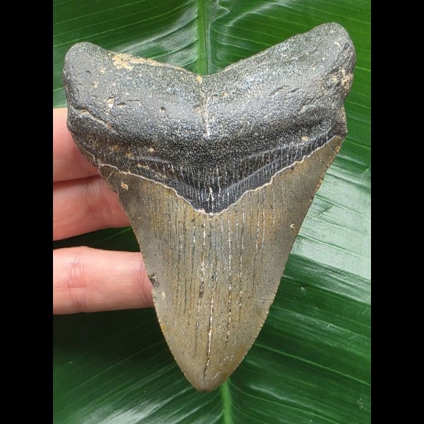 10.4 cm dark grey tooth from a megalodon 10.4 cm dark grey tooth from a megalodon