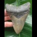 10.4 cm dark grey tooth from a megalodon 10.4 cm dark grey tooth from a megalodon