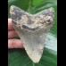 10.4 cm dark grey tooth from a megalodon 10.4 cm dark grey tooth from a megalodon