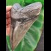 12,3 cm grauer scharfer Zahn des Megalodon