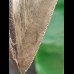 12,3 cm grauer scharfer Zahn des Megalodon