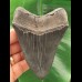 10,4 cm dunkler und scharfer Zahn des Megalodon