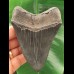 10.4 cm dark and sharp tooth of the Megalodon