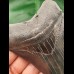 10.4 cm dark and sharp tooth of the Megalodon