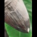 10.4 cm dark and sharp tooth of the Megalodon