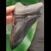 10,4 cm dunkler und scharfer Zahn des Megalodon
