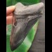 10.4 cm dark and sharp tooth of the Megalodon