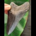 10,4 cm dunkler und scharfer Zahn des Megalodon