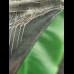 10.4 cm dark and sharp tooth of the Megalodon