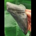 10,4 cm dunkler und scharfer Zahn des Megalodon