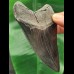 10.4 cm dark and sharp tooth of the Megalodon