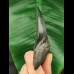 10.4 cm dark and sharp tooth of the Megalodon