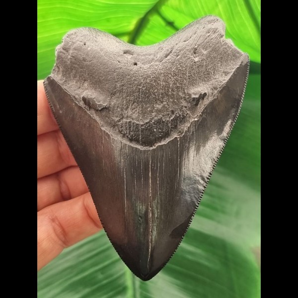 10,0 cm schwarz-grauer Zahn des Megalodon