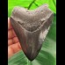 10,0 cm schwarz-grauer Zahn des Megalodon