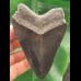 10,0 cm schwarz-grauer Zahn des Megalodon