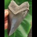 10,0 cm schwarz-grauer Zahn des Megalodon