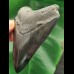 10,0 cm schwarz-grauer Zahn des Megalodon