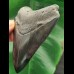 10.0 cm black-grey tooth of the Megalodon
