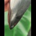 10.0 cm black-grey tooth of the Megalodon