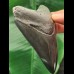 10,0 cm schwarz-grauer Zahn des Megalodon