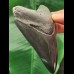 10.0 cm black-grey tooth of the Megalodon