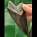 10,0 cm schwarz-grauer Zahn des Megalodon