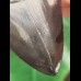 10.0 cm black-grey tooth of the Megalodon
