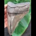 12,3 cm großer grauer und scharfer Zahn des Megalodon
