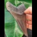 12,3 cm großer grauer und scharfer Zahn des Megalodon
